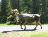 gal/Cloches de collections- Collection bells - Sammlerglocken/_thb_Cow Switzerland.JPG